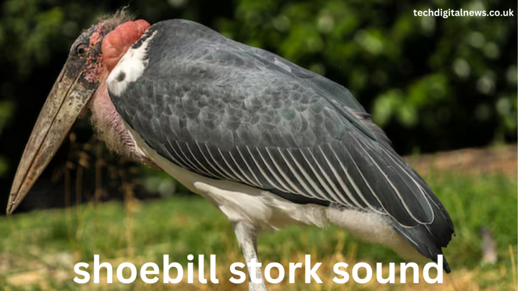 Shoebill Stork Sound