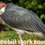 Shoebill Stork Sound